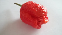 Load image into Gallery viewer, B.T.R. (Butch T. Reaper)(Pepper Seeds)