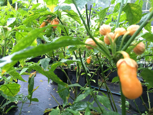 Jes's Morangum Orange (Pepper Seeds)