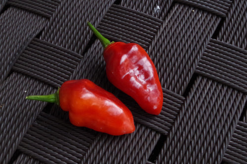 Pimenta Puma Red (Pepper Seeds)