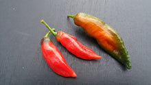 Load image into Gallery viewer, Ghostly Jalapeno (Pepper Seeds)