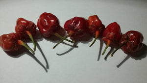 Purplegum Red (Pepper Seeds)