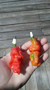 B.O.C. X Reaper Red (Pepper Seeds)(Red Repo)