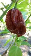 Load image into Gallery viewer, 7 Pot Lava Chocolate(Pepper Seeds)