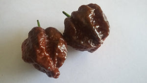 Brainstrain Chocolate AU (Pepper Seeds)