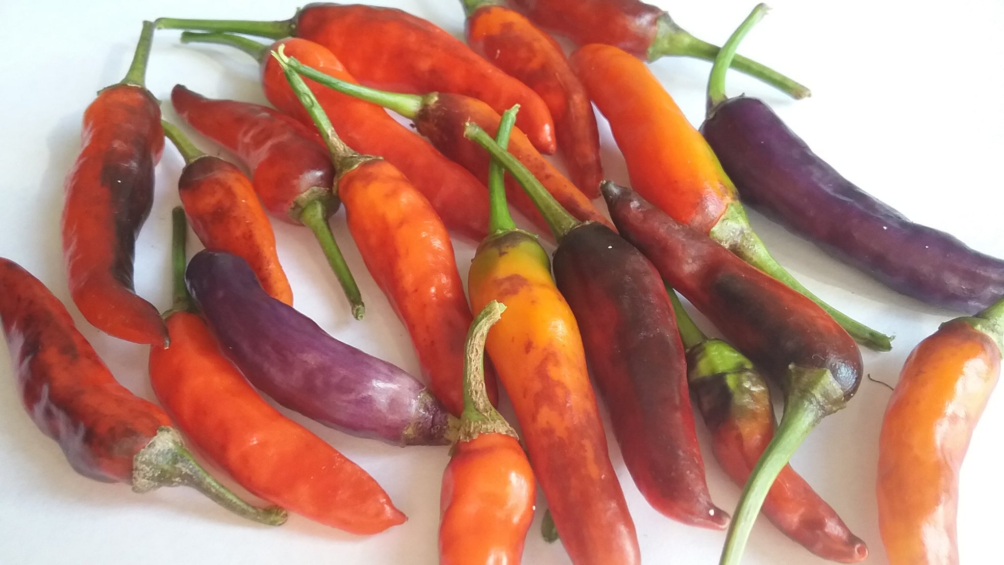 Buena Mulata Chile - 10+ Semillas - Semillas - Semillas - ¡COLORIDO Y
