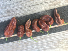 Load image into Gallery viewer, Bhut Jolokia Chocolate (Pepper Seeds)