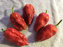 Load image into Gallery viewer, 7 Pot Caramel (Pepper Seeds)