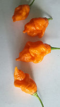 Load image into Gallery viewer, Scorpion &quot;Orange Long Tail&quot; Pepper Seeds