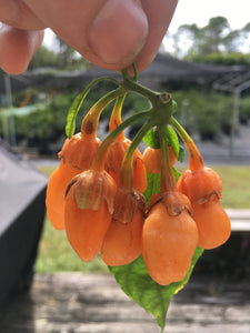Jes's Morangum Orange (Pepper Seeds)