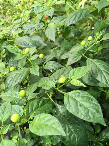 Cap 691 (Pepper Seeds)