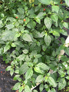 Cap 691 (Pepper Seeds)