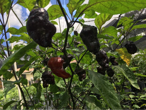 7JPN Dark (Pepper Seeds)