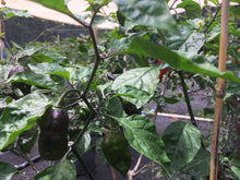 Load image into Gallery viewer, 7JPN Red (Pepper Seeds)