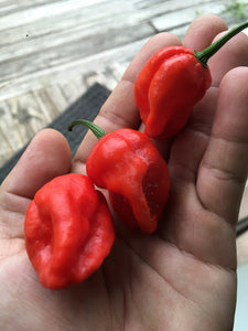 7JPN Red (Pepper Seeds)