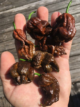 Load image into Gallery viewer, 7 Pot Chocolate (Pepper Seeds)