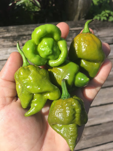 7 Pot Green (Pepper Seeds)