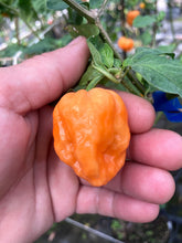 Load image into Gallery viewer, 7 Pot Peach Dark (Pepper Seeds)