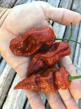 Load image into Gallery viewer, 7 Pot Rusted (Pepper Seeds)