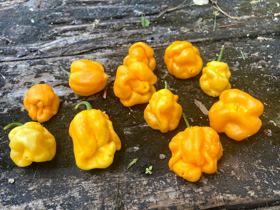 7 Pot Yellow (Pepper Seeds)