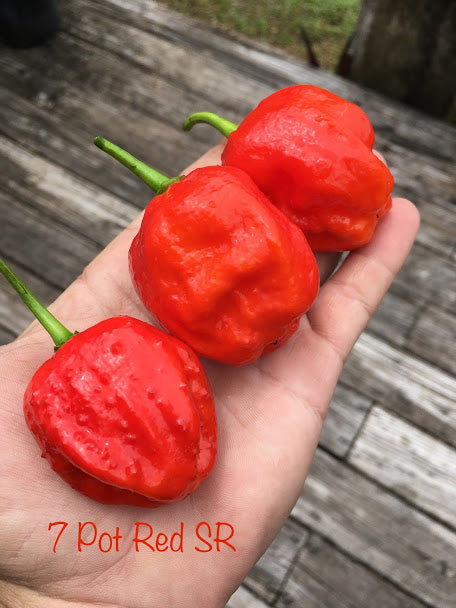 7 Pot S.R. Red (Pepper Seeds)