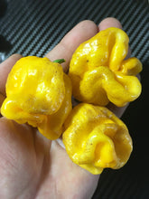 Load image into Gallery viewer, 7 Pot Yellow Twisted (Pepper Seeds)
