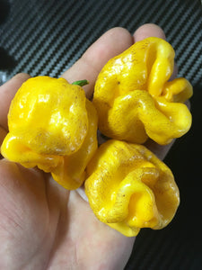 7 Pot Yellow Twisted (Pepper Seeds)