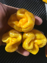 Load image into Gallery viewer, 7 Pot Yellow Twisted (Pepper Seeds)