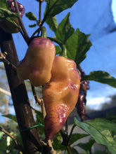 Load image into Gallery viewer, PJ Peach/Pink (Pepper Seeds)