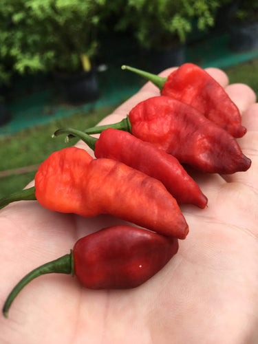 Pimenta Leopard (Pepper Seeds)