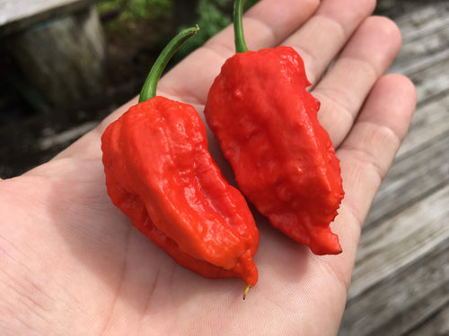 Naga E-Strain (Pepper Seeds)