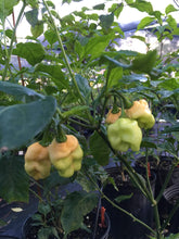 Load image into Gallery viewer, Jes&#39;s Moranga Peach XL (Pepper Seeds)