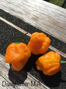 M.A. DaisyCutter XL (Pepper Seeds)