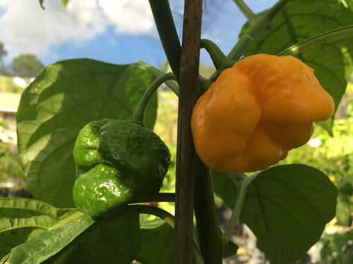 Jonah's Yellow Brains (Pepper Seeds)