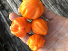 Load image into Gallery viewer, Aji Dulce Orange (Pepper Seeds)