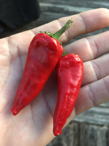 Fang Pepper (Pepper Seeds)