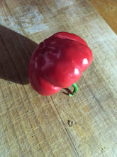 Load image into Gallery viewer, Aji Cachucha (Pepper Seeds)