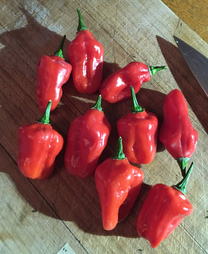 Trinidad Beans Red (Pepper Seeds)