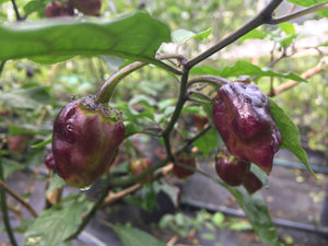 M.A.M.P. Purple BerryGum (Pepper Seeds)