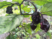 Load image into Gallery viewer, M.A.M.P. Black BerryGum (Pepper Seeds)