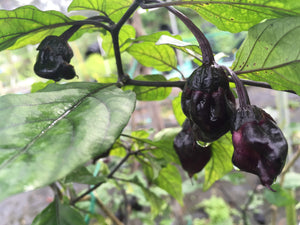 M.A.M.P. Black BerryGum (Pepper Seeds)