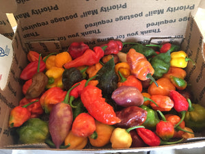 Fresh Assorted Unlabeled  SuperHot Peppers (SFRB)