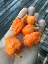 Load image into Gallery viewer, NagaGum Orange Italia (Pepper Seeds)