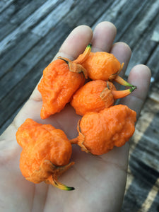 NagaGum Orange Italia (Pepper Seeds)