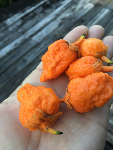 NagaGum Orange Italia (Pepper Seeds)