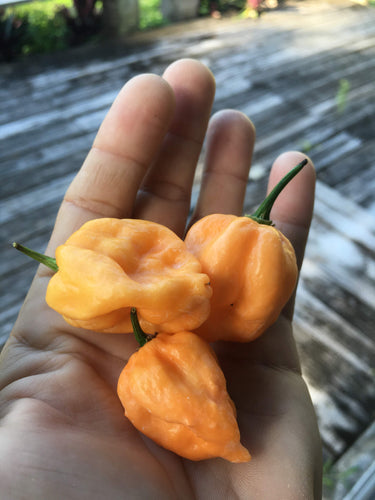 Naga Peach (Pepper Seeds)