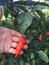 Load image into Gallery viewer, PJ Smooth Red (Pepper Seeds)