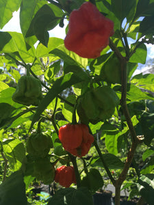 NagaReaper Red (Pepper Seeds)
