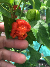 Load image into Gallery viewer, NagaReaper Red (Pepper Seeds)