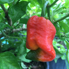 Load image into Gallery viewer, 7 Pot Infinity (Pepper Seeds)