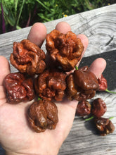 Load image into Gallery viewer, Brazilian Ghost Chocolate (Pepper Seeds)